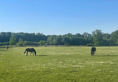 Blick auf Pferdewiese von Gundstück WE 1
