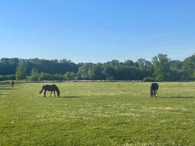 Blick auf Pferdewiese von Gundstück WE 1