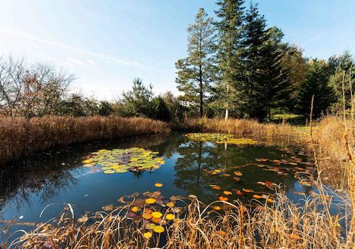 Der zweite Naturschwimmteich im hinteren Teil des Gartens