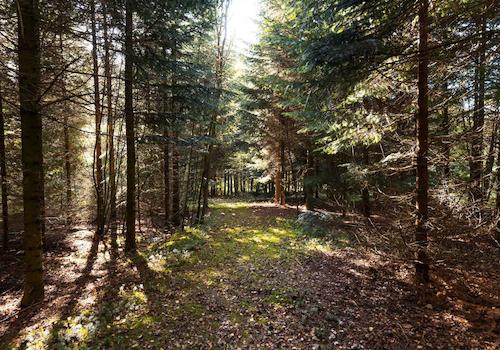 Der eigene begehbare Wald zum Spazieren und Joggen gehen