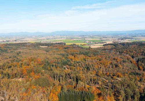 Die Ansicht auf den weitläufigen Wald um das Grundstück herum