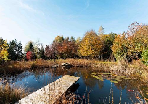 Der Steg zum Naturschwimmteich direkt am Haus