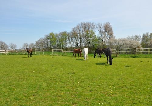 ...mit viel Platz für Pferde