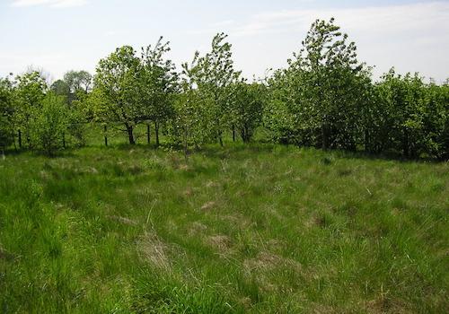 Blick auf das Grundstück Richtung Westen