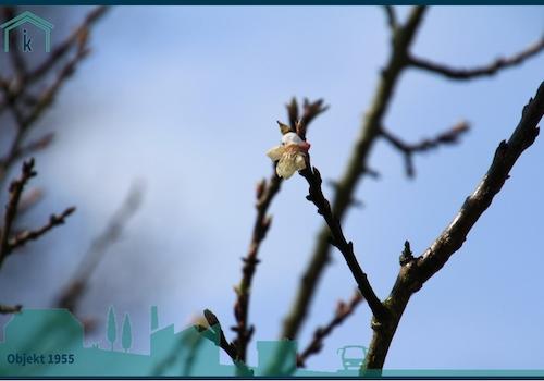 1955 der Frühling ist da