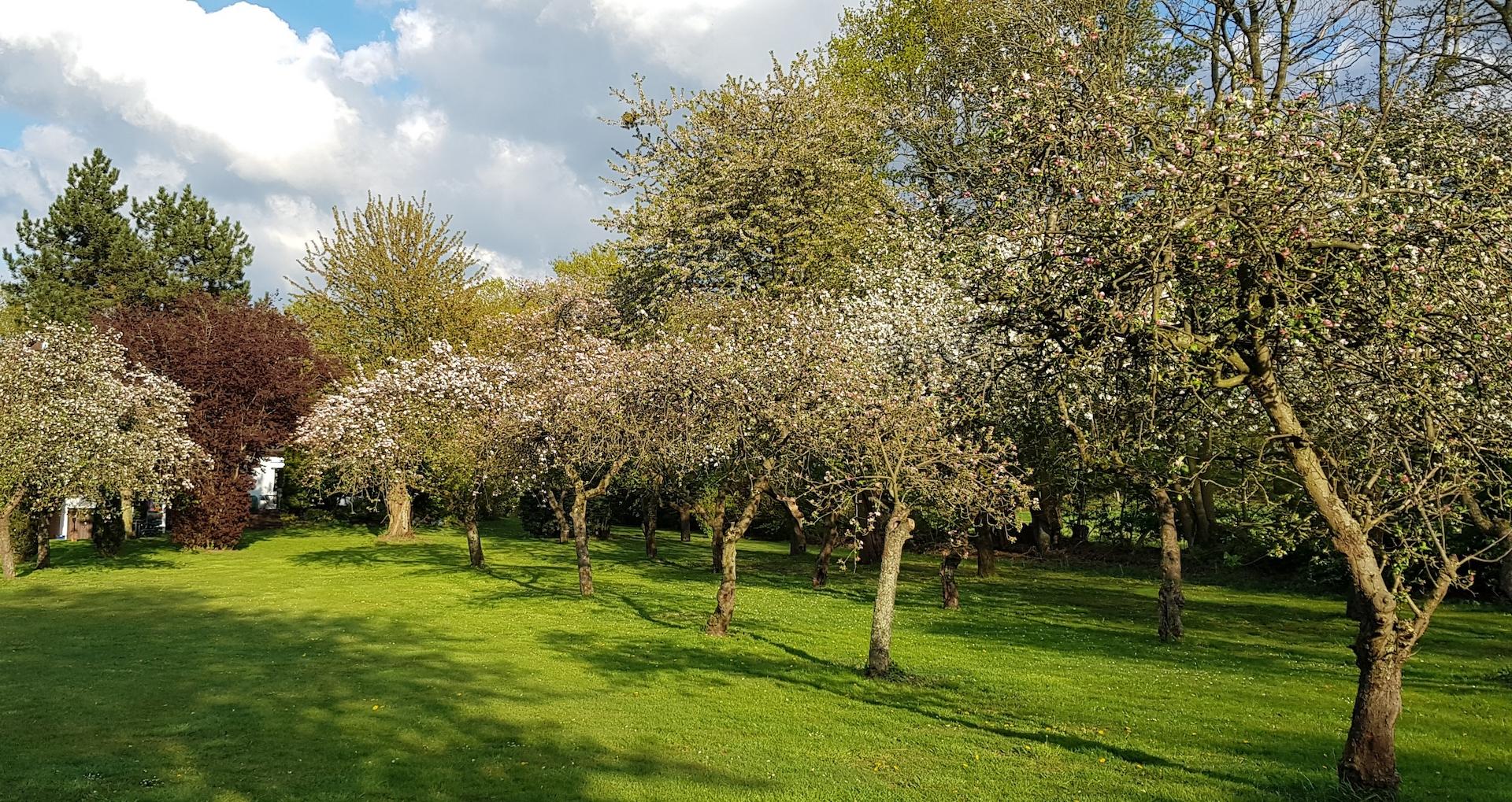 Obstplantage