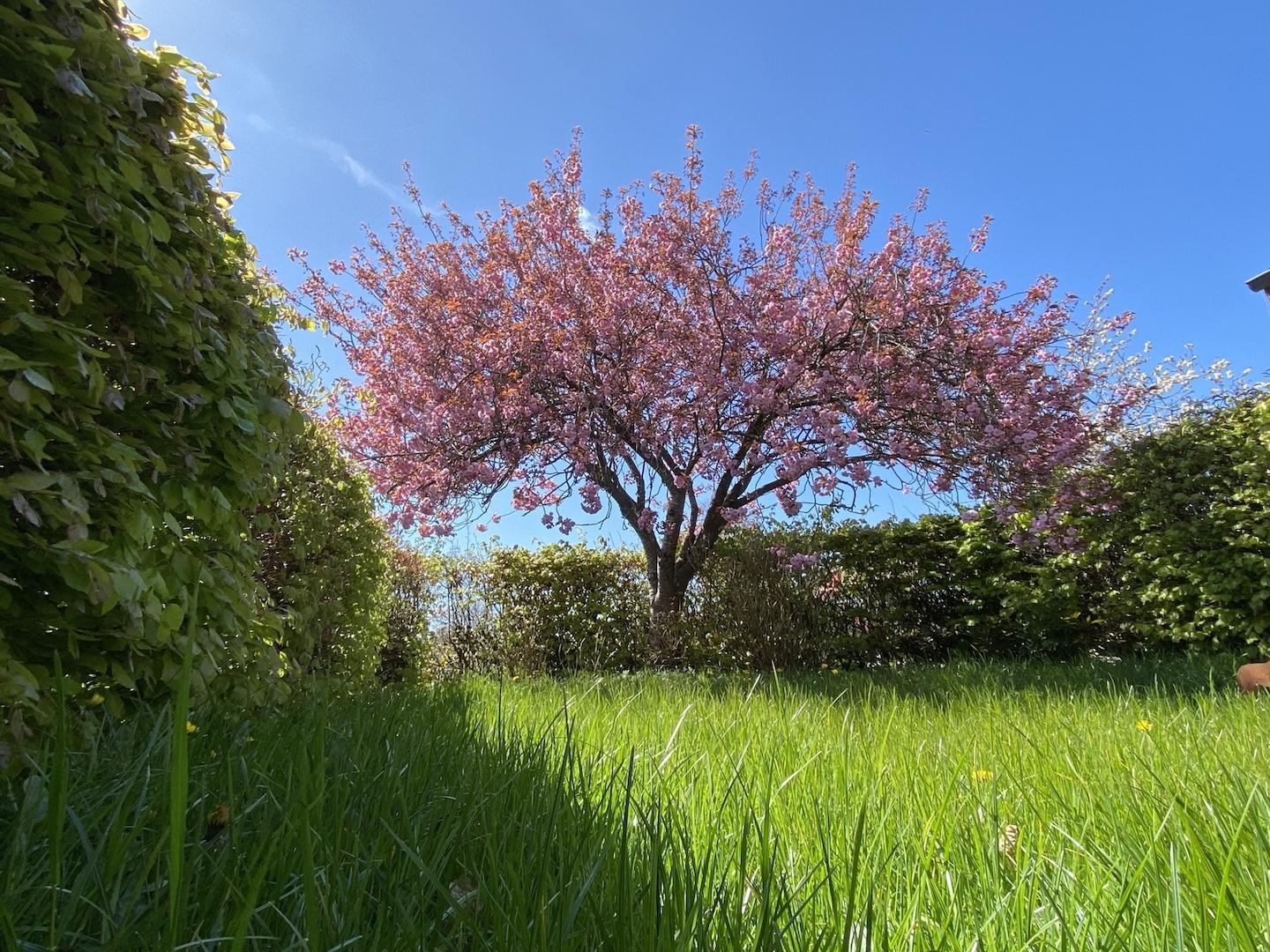 Gepflegte Gartenanlage Blick II