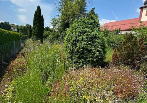 Grundstück zugewachsen