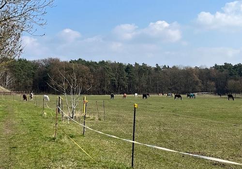 Umgebung Pferdekoppel