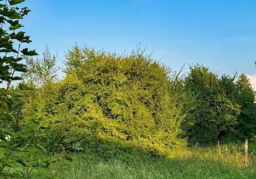 Hier das Tiny House abstellen