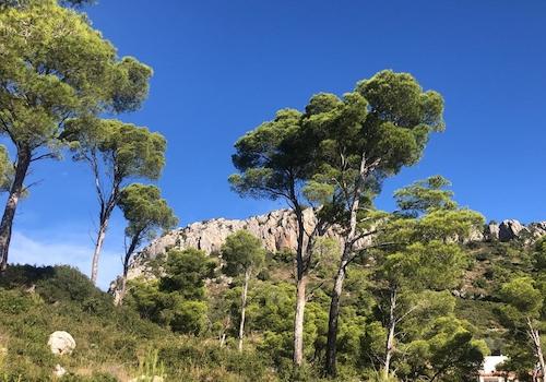 Blick zum Hausberg aus dem Garten / Nordseite