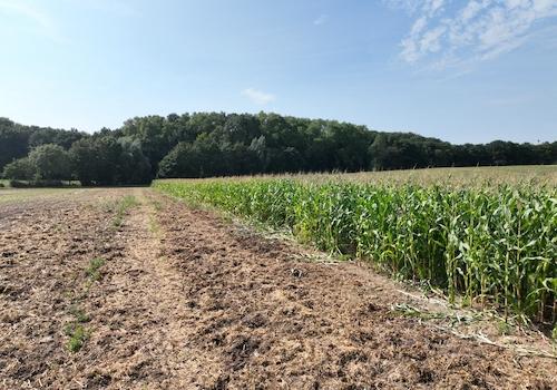 Acker und Maisfeld
