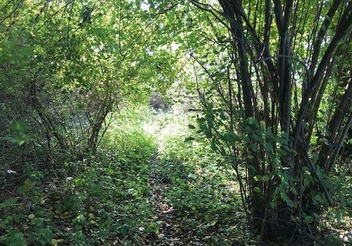 naturbelassenes Seegrundstück