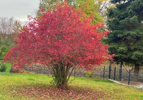 Strauch des Pfaffenhütchens im Herbst
