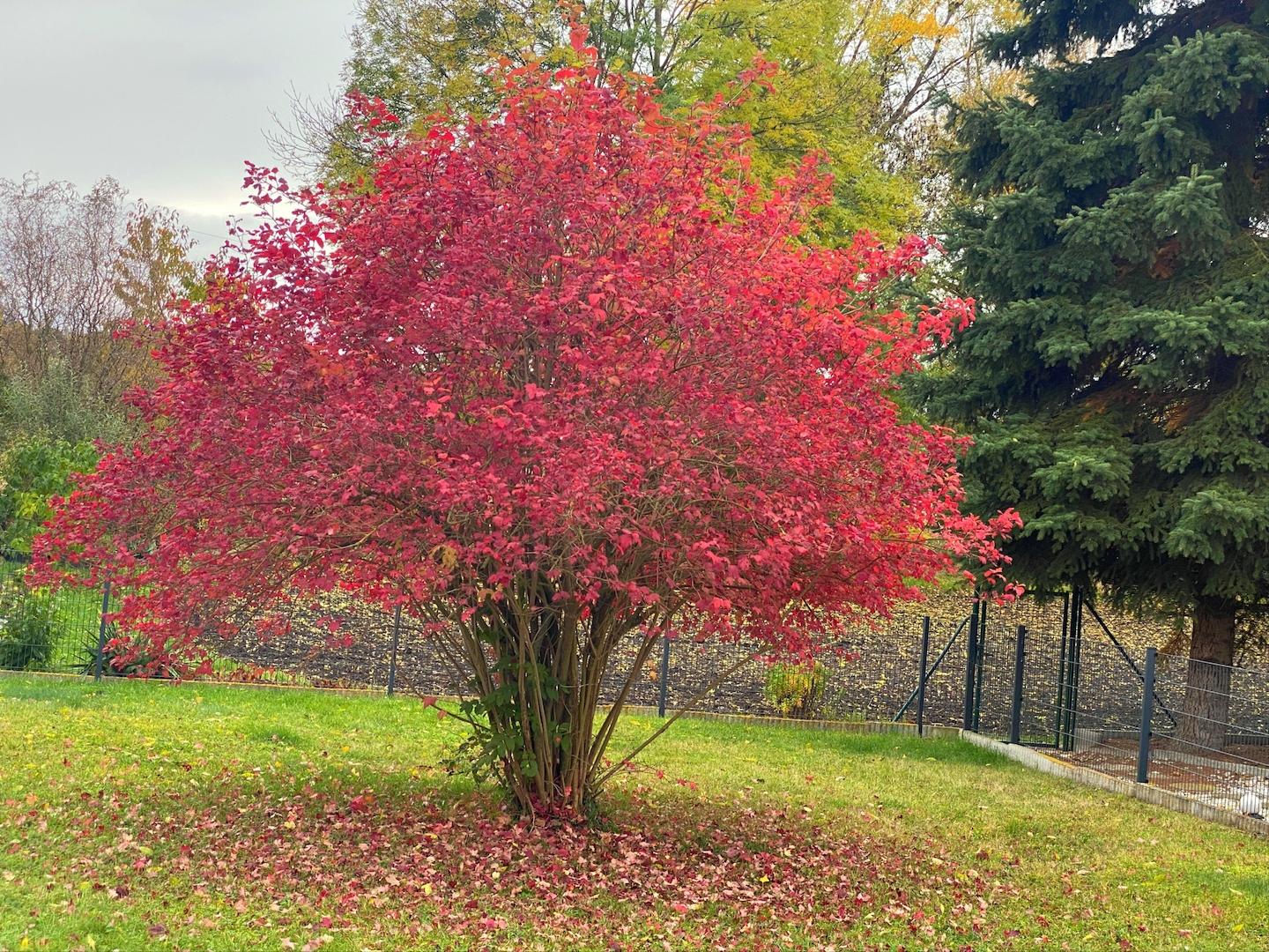 Strauch des Pfaffenhütchens im Herbst