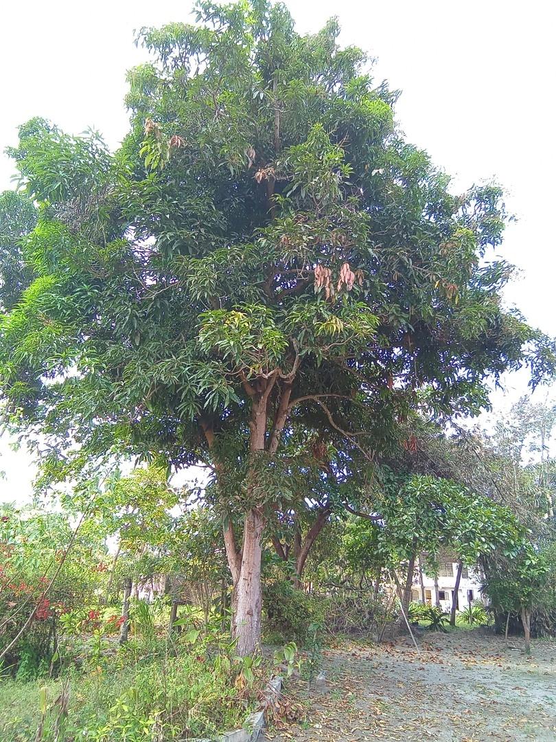 Mangobaum in eigenen Garten