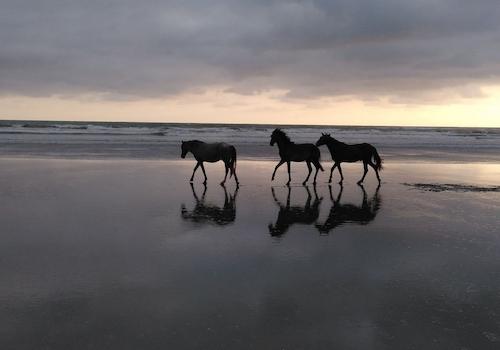 freilaufende Pferde am Strand