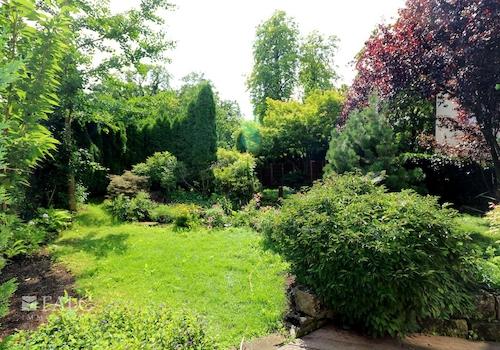 Garten noch mit Thuja-Hecke