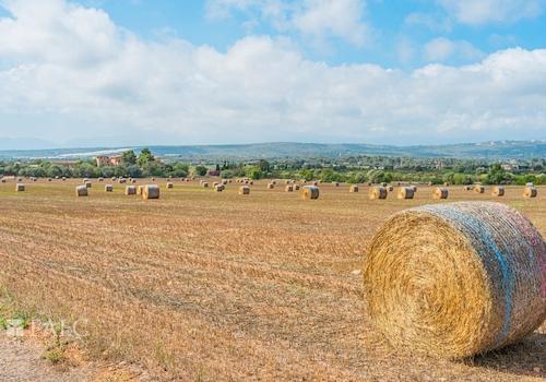 grundstueck-son-gual-6