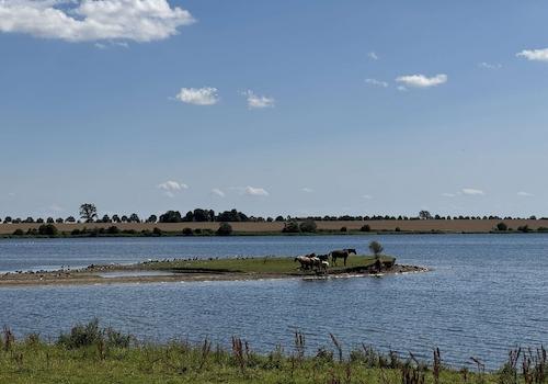 Kirchsee mit Pferden