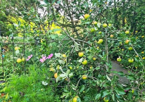 Garten_Apfelbaum