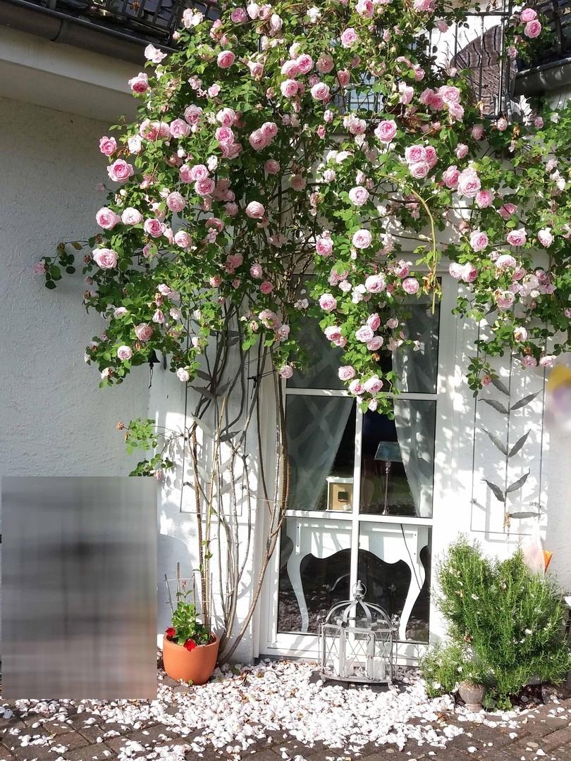 Rosenstock vor dem Esszimmer