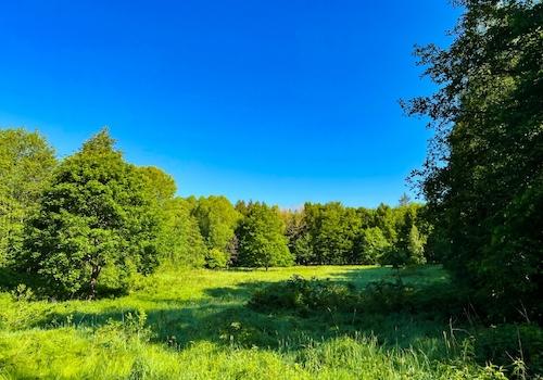 Ihre Wiese im Wald (1)