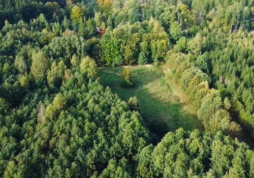 Ihre Wiese im Wald (2)