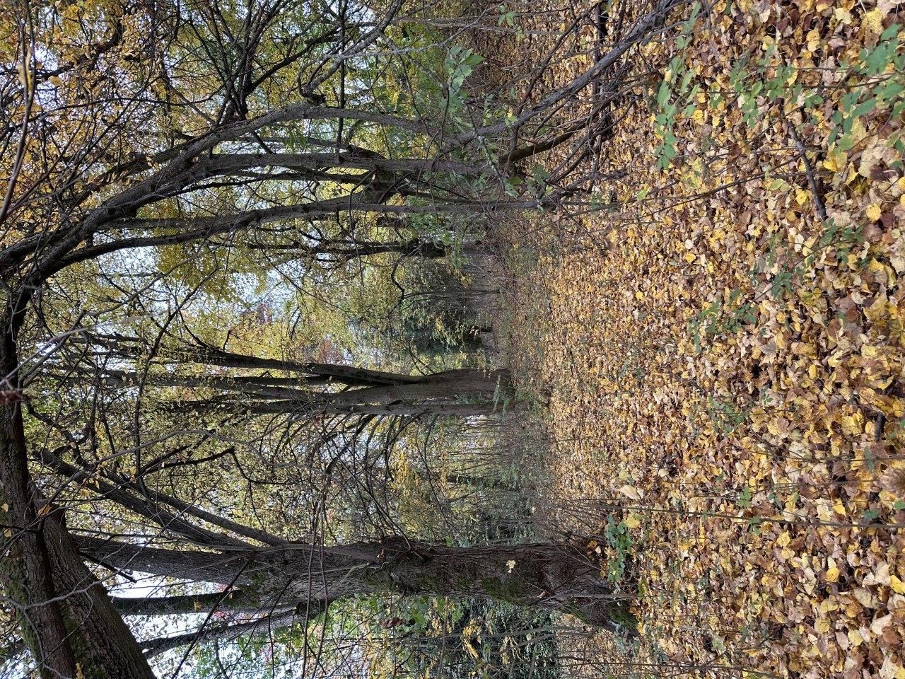 Baugrundstück Markneukirchen