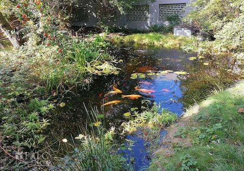  Teich - Garten