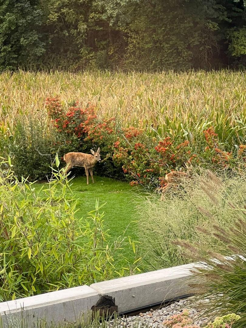 Wildbeobachtungen im eigenen G