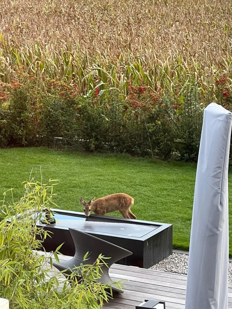 Wildbeobachtungen im eigenen G