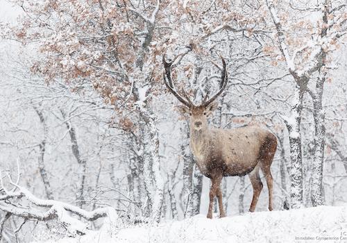 Winterbild - Open House Event - Binderhäusl 2, Stubenberg - Simbach am Inn - ICC Immobilien Competence Center