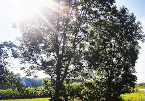 Der magische Baum auf dem großen und sonnigen Grundstück