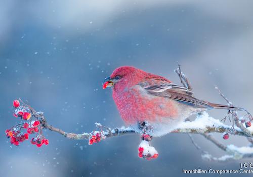 Winterbild - Open House Event - Binderhäusl 2, Stubenberg - Simbach am Inn - ICC Immobilien Competence Center