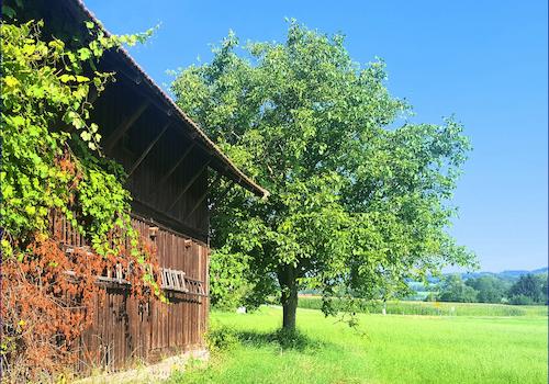 Die natürliche Seitenansicht von der Scheune