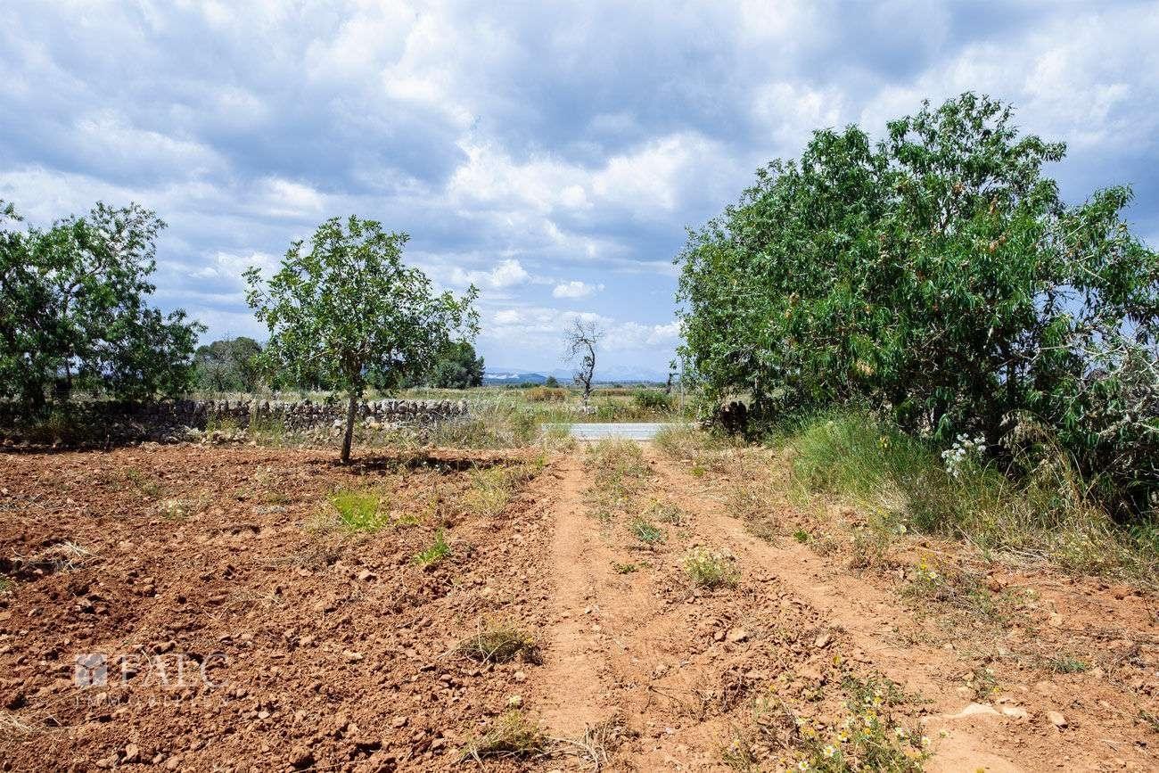 Terreno_M_14_Felanitx_03_Low