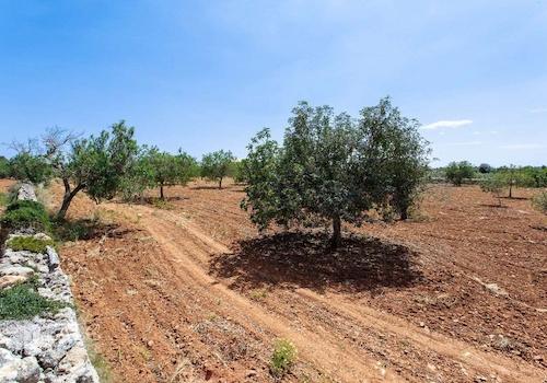 Terreno_M_14_Felanitx_06_Low