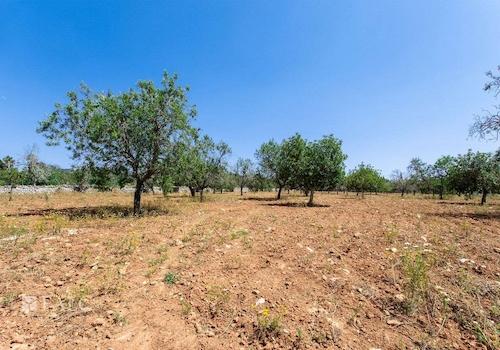 Terreno_M_14_Felanitx_07_Low