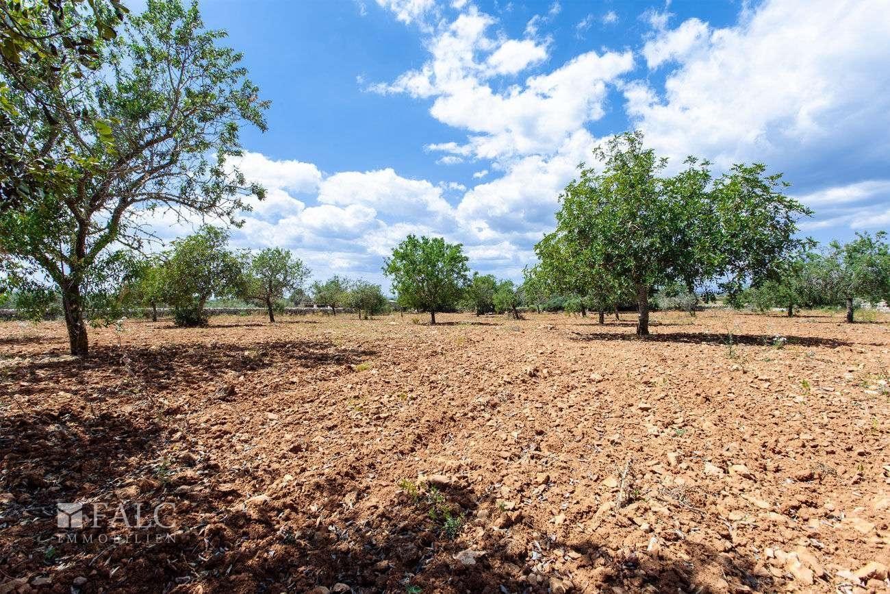 Terreno_M_14_Felanitx_17_Low