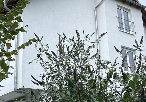 Ansicht (Südost)