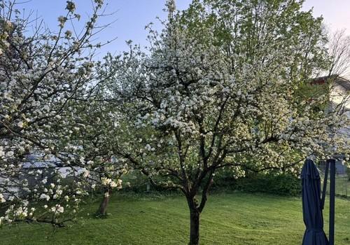 Apfelbäume im Garten