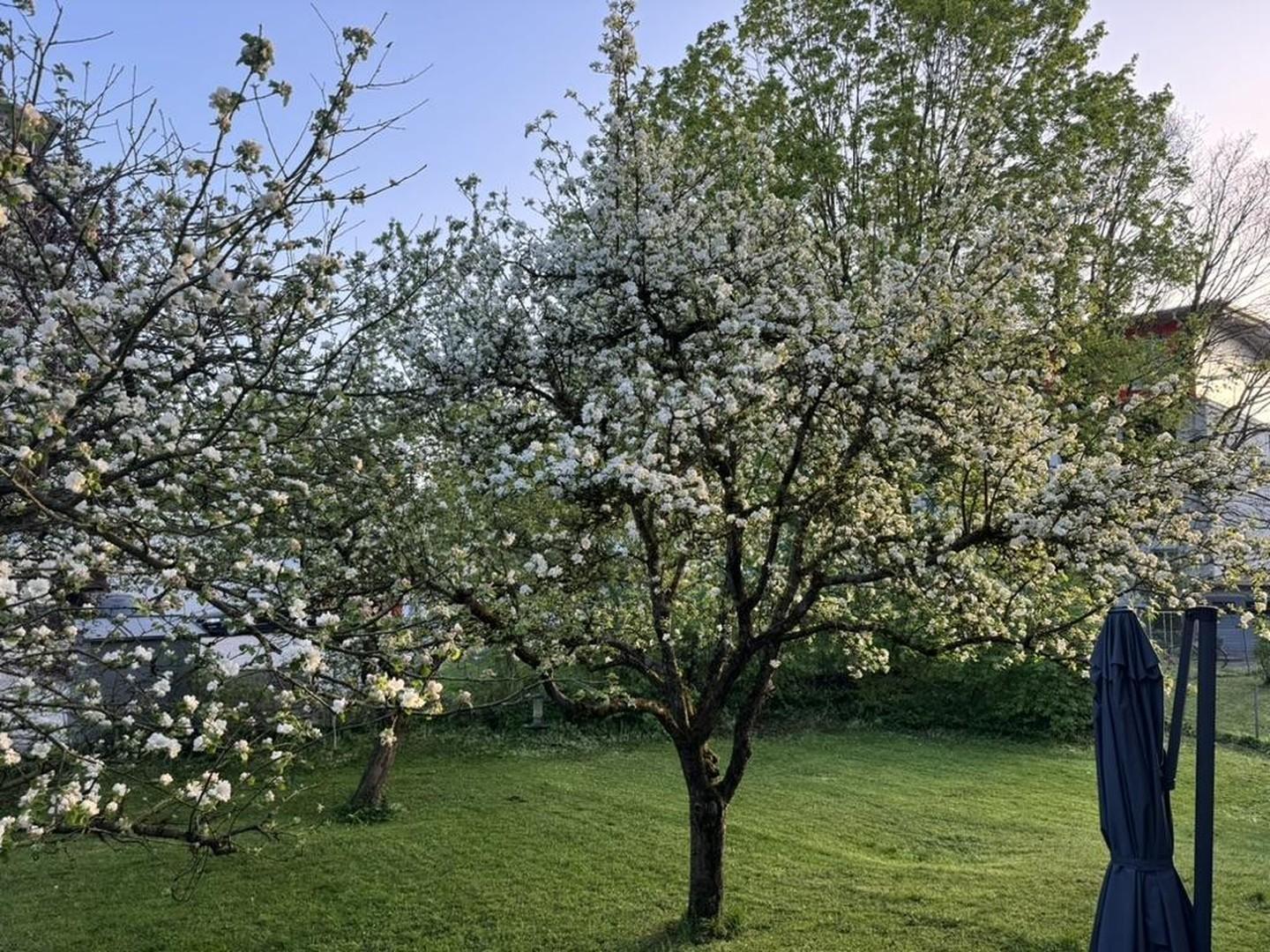 Apfelbäume im Garten