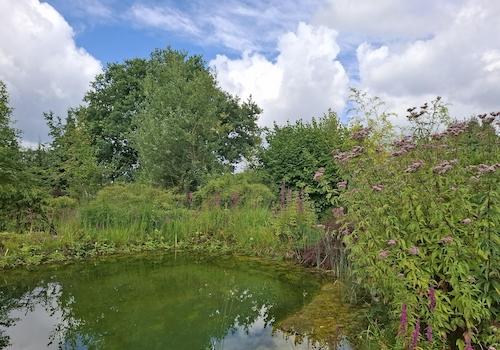 Schwimmteich Sommer