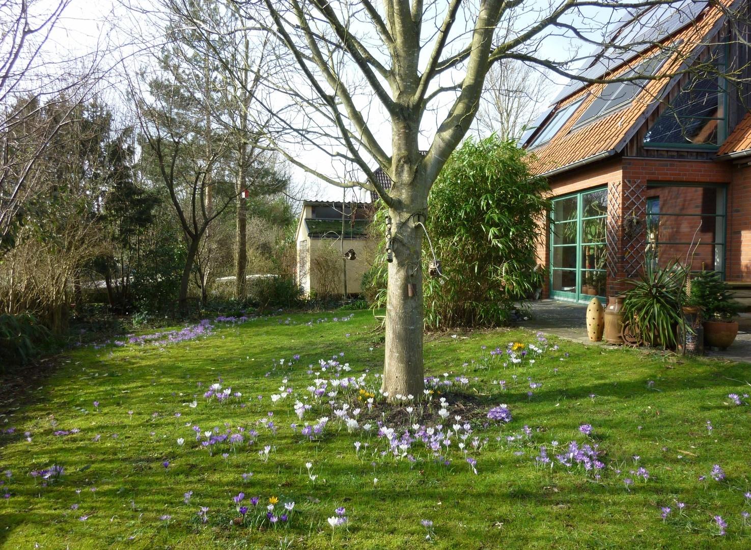 Krokusse auf der Wiese