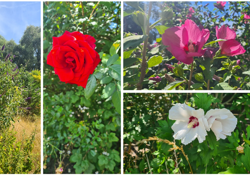 schöner Blumenbestand im Garte