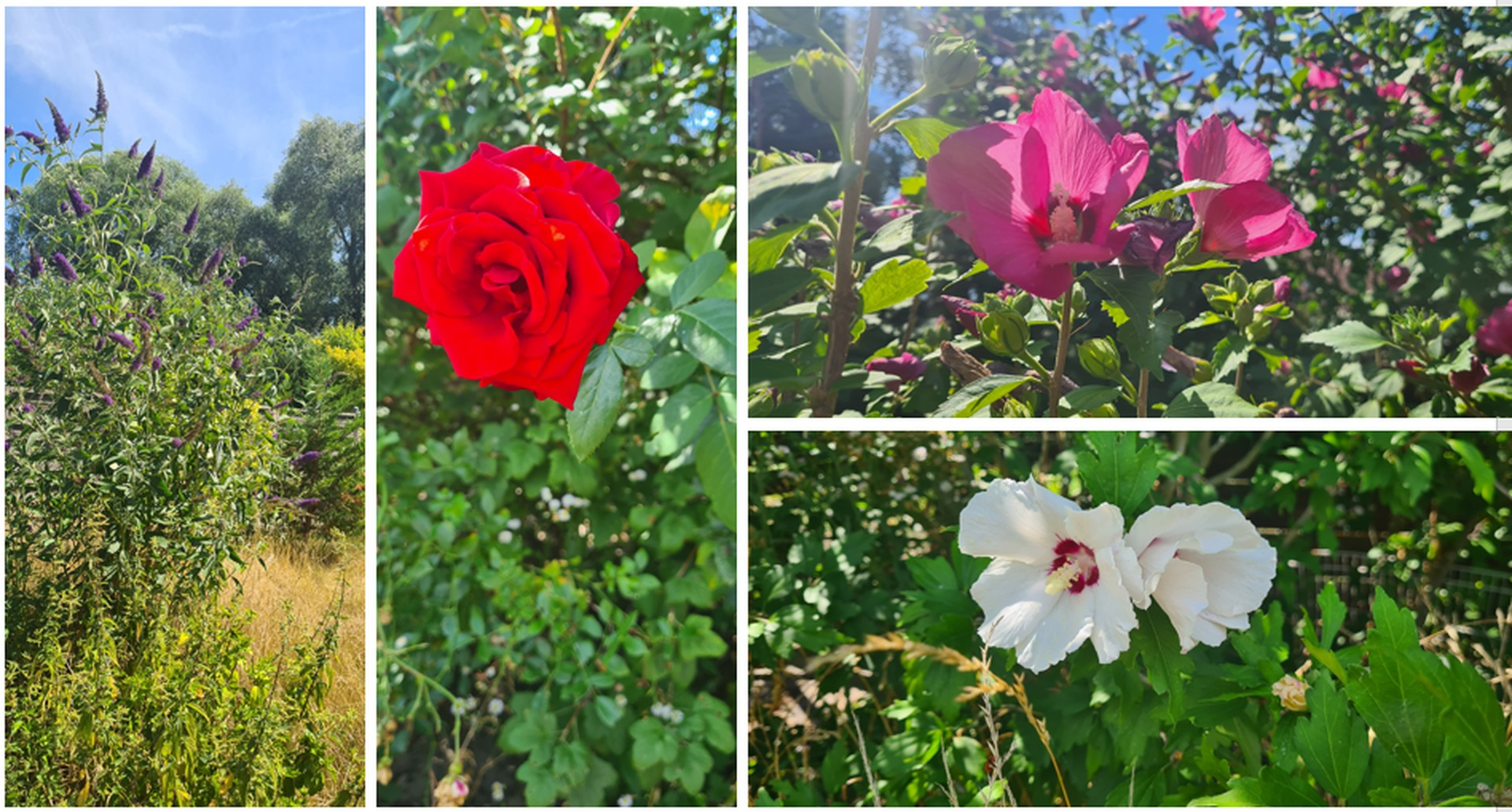 schöner Blumenbestand im Garte