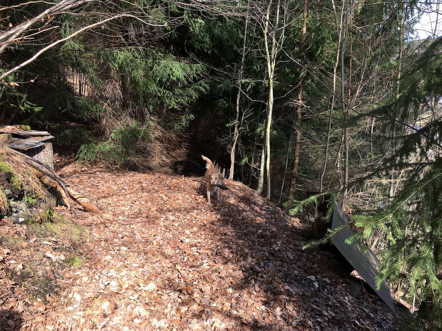 sich anschließender Wald
