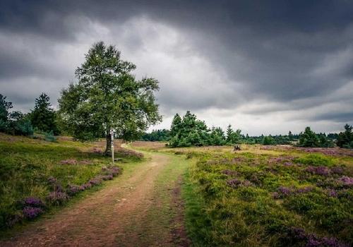 Die Hochheide/Niedersfeld
