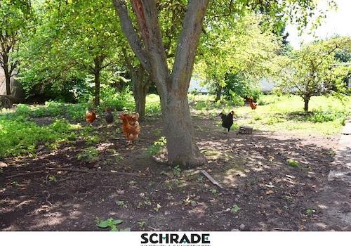 ...sowie ein schattiges Plätzchen für die Hühner